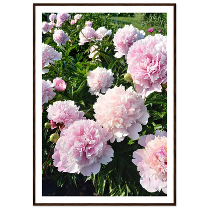 Peonies - Poster - Arthena