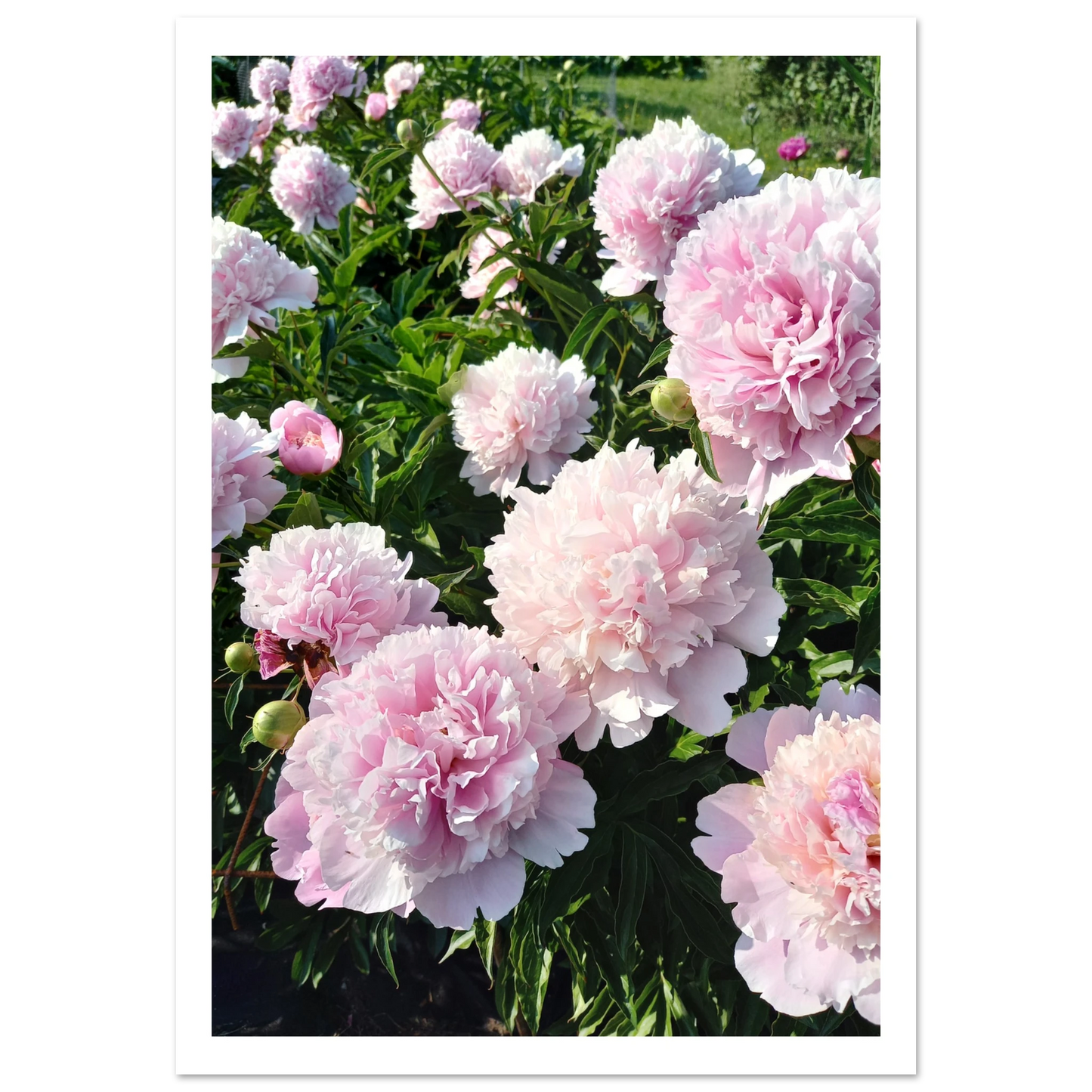 Peonies - Poster - Arthena