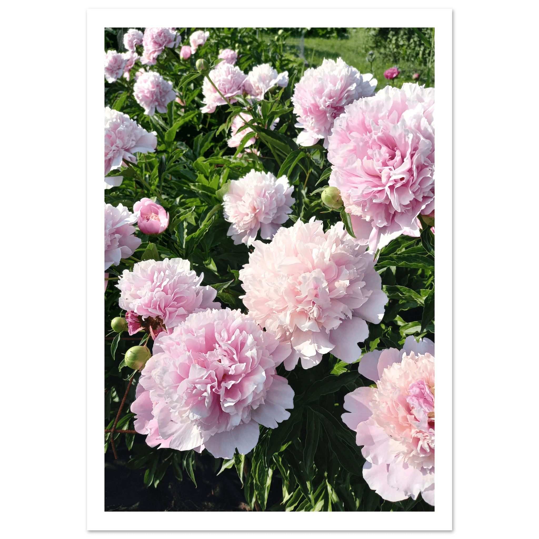 Peonies - Poster - Arthena