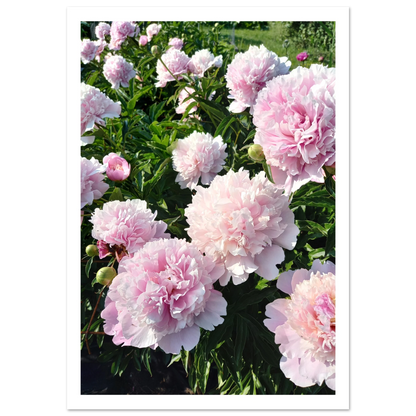 Peonies - Poster - Arthena