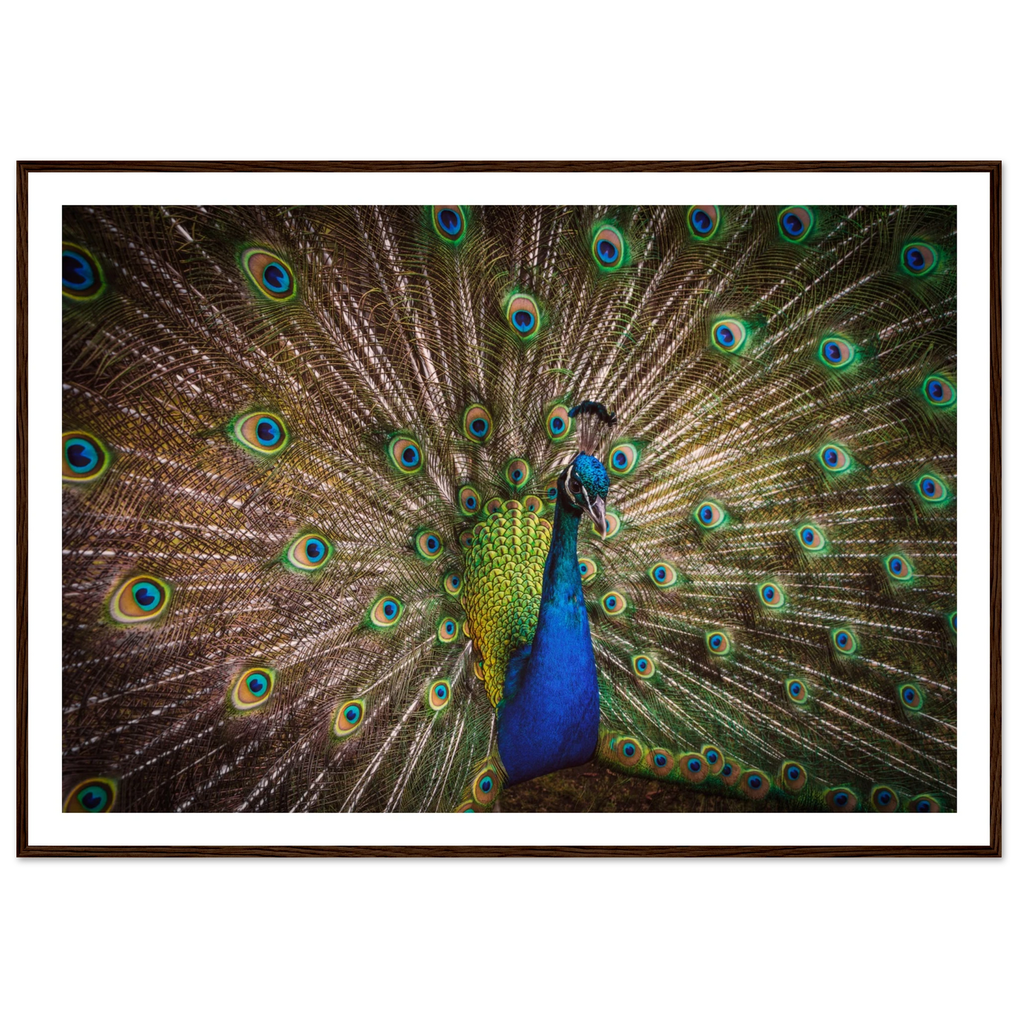 Crown of feathers - Poster - Arthena