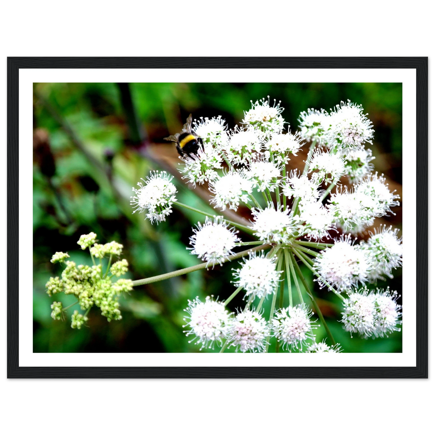 Expression of the Bumblebee - Arthena