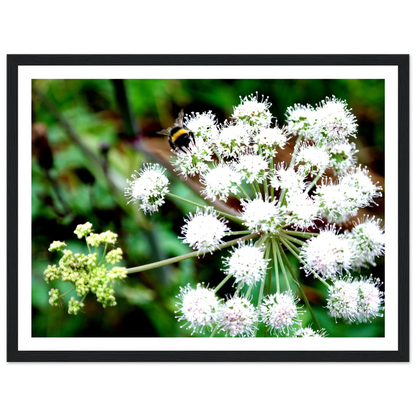 Expression of the Bumblebee - Arthena
