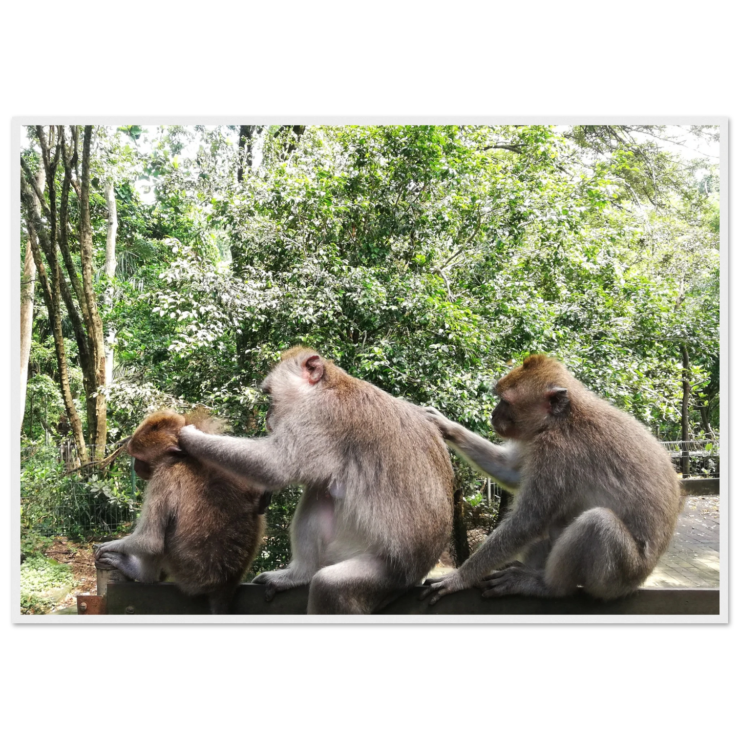 Monkey Scratchers - Poster - Arthena