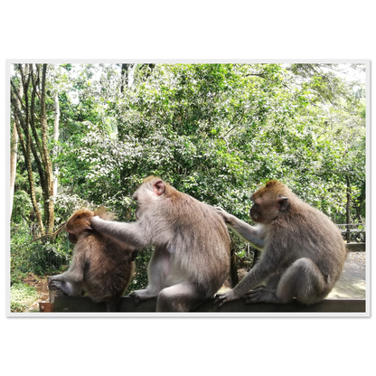 Monkey Scratchers - Poster - Arthena