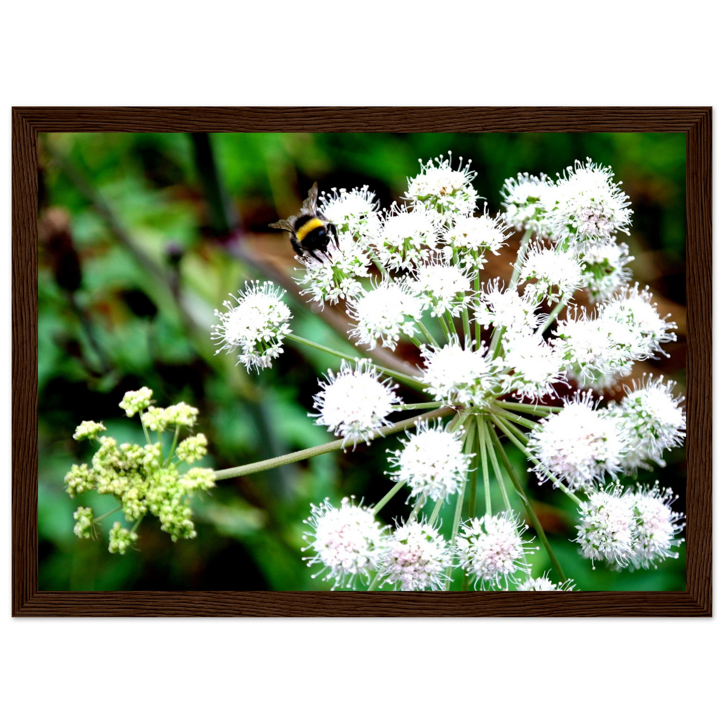 Expression of the Bumblebee - Arthena