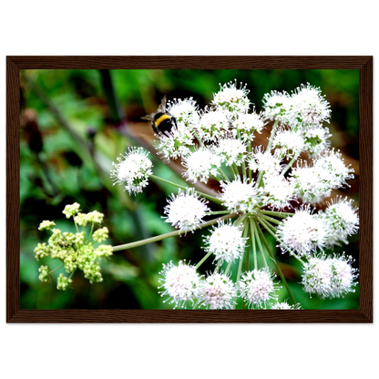 Expression of the Bumblebee - Arthena
