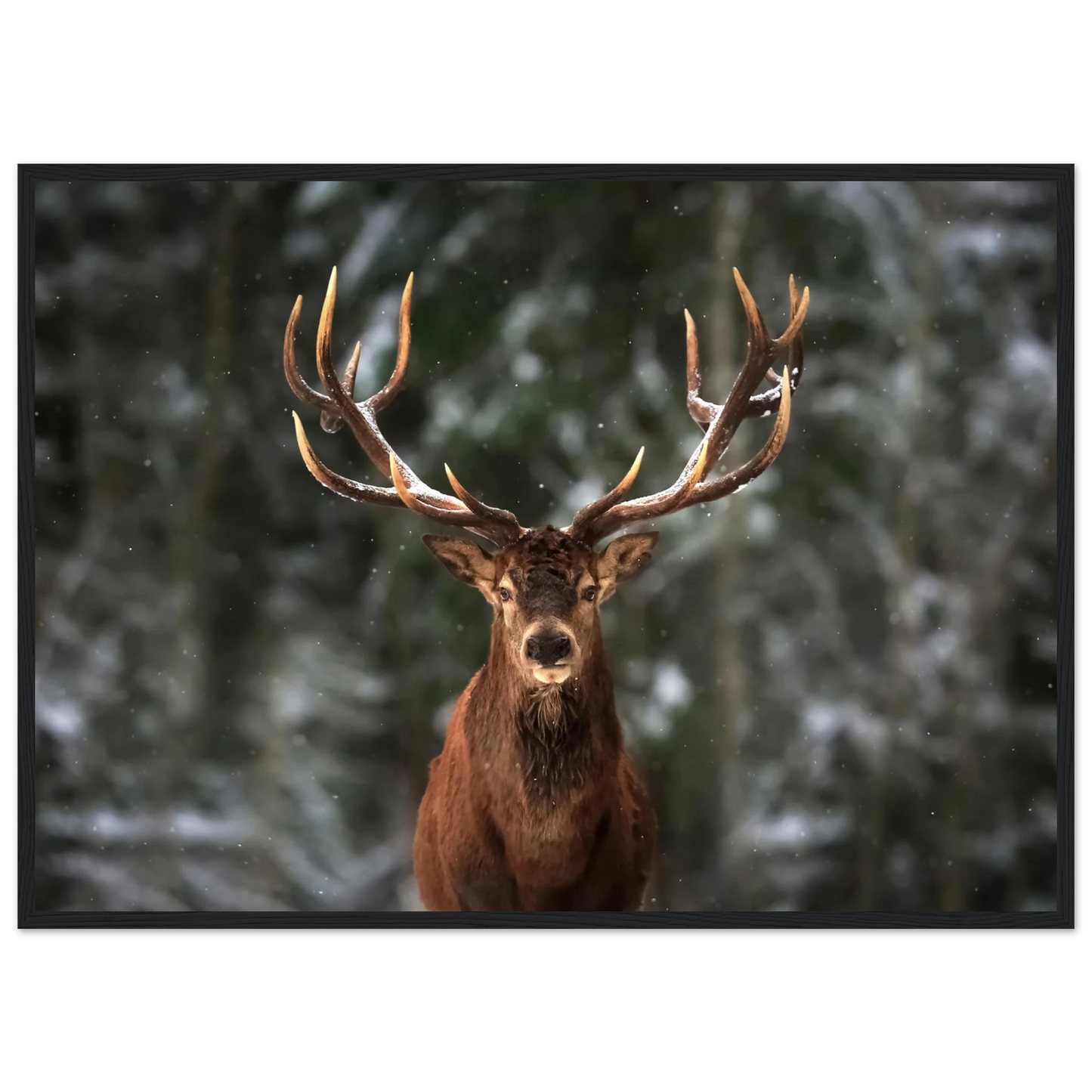 Stag in snow - Poster - Arthena