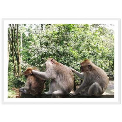 Monkey Scratchers - Poster - Arthena