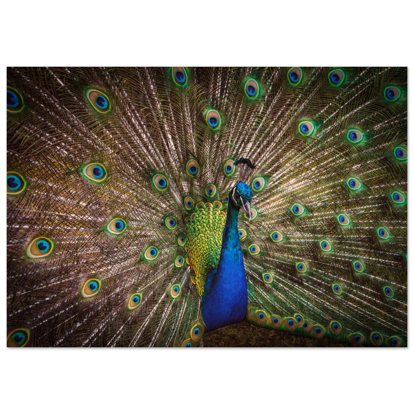 Crown of feathers - Poster - Arthena