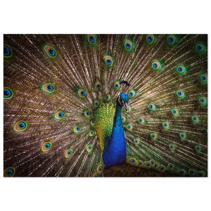 Crown of feathers - Poster - Arthena
