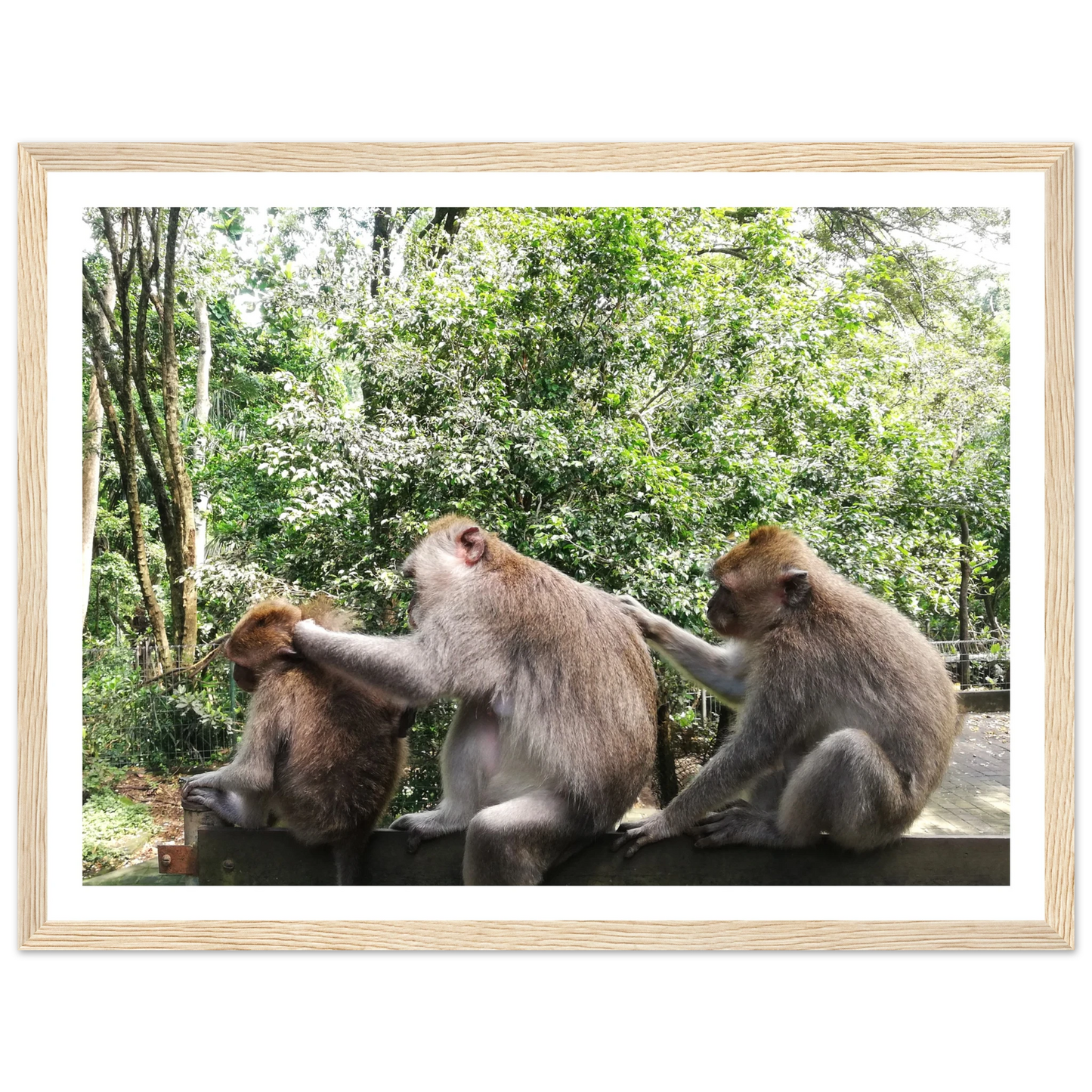 Monkey Scratchers - Poster - Arthena