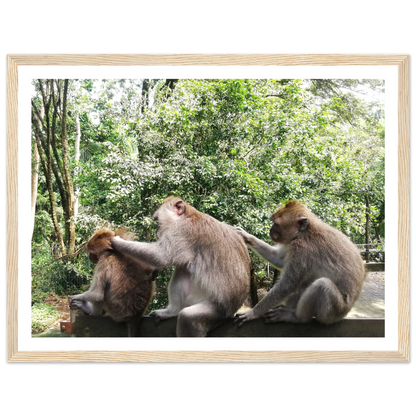 Monkey Scratchers - Poster - Arthena