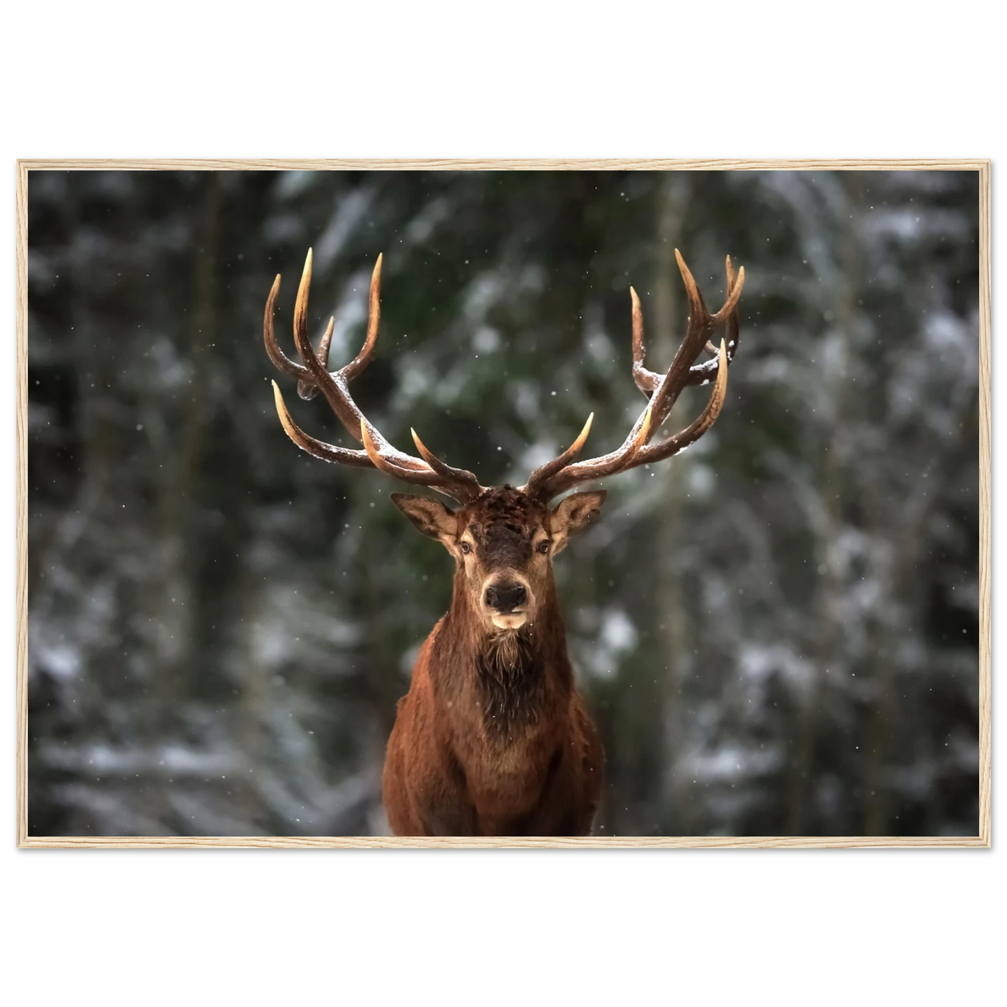 Stag in snow - Poster - Arthena