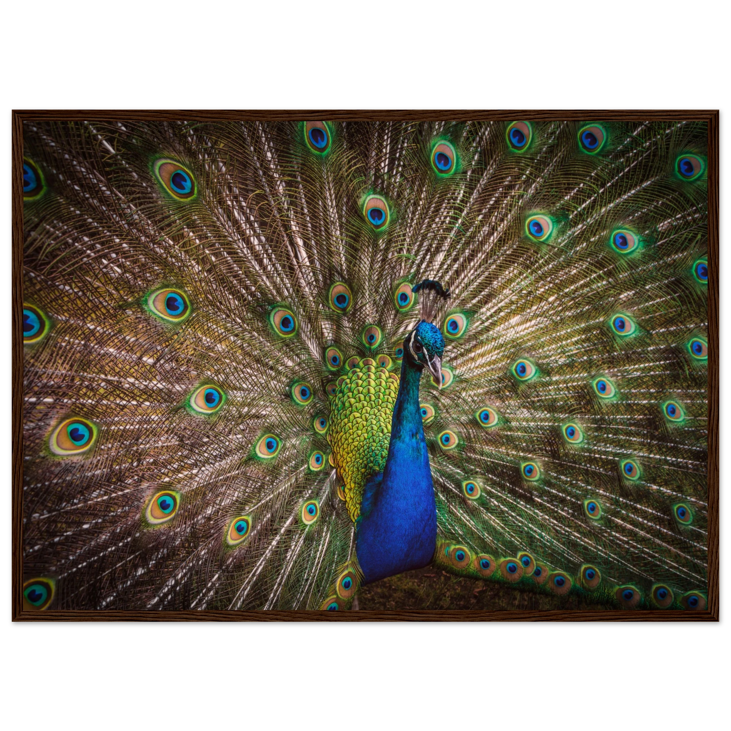Crown of feathers - Poster - Arthena