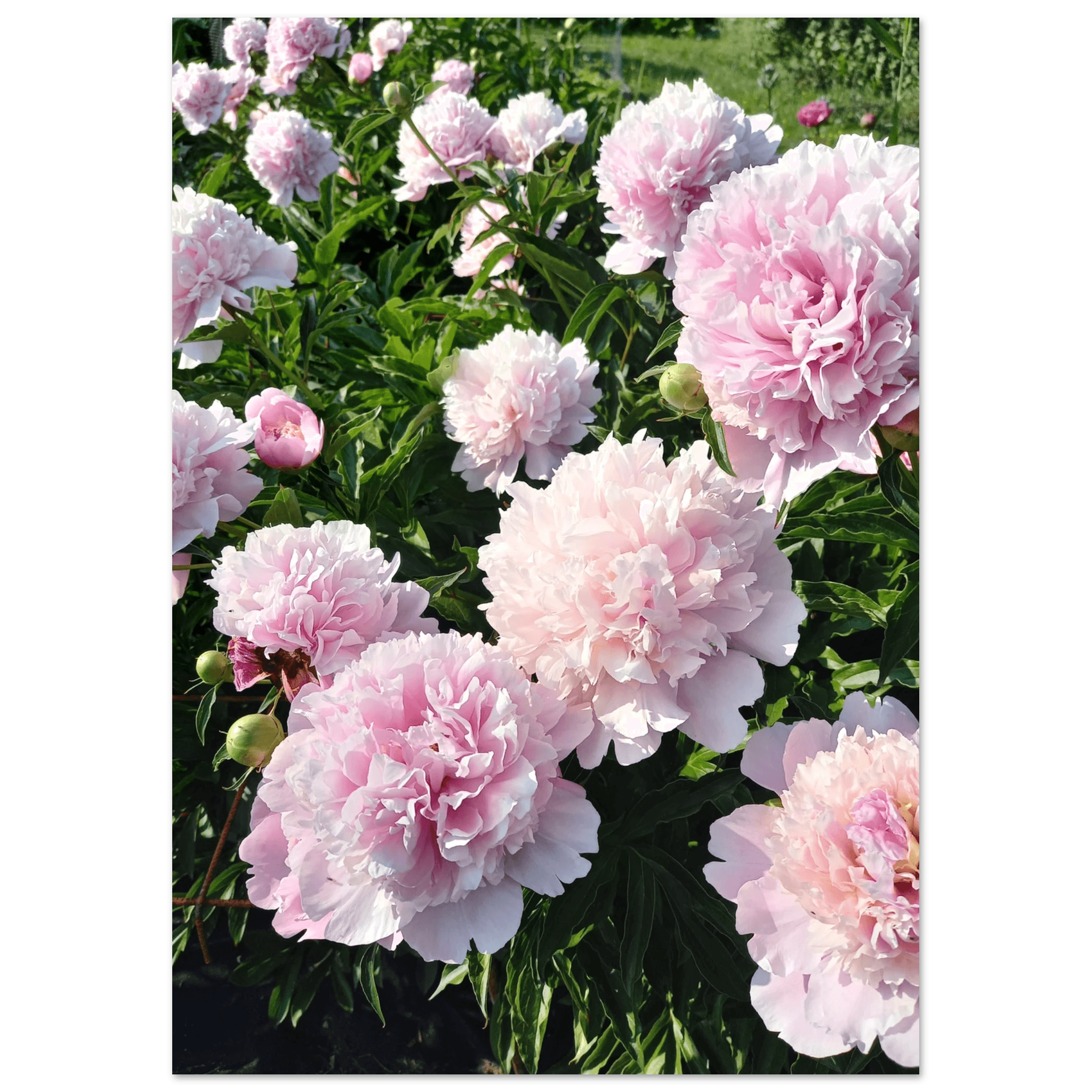Peonies - Poster - Arthena