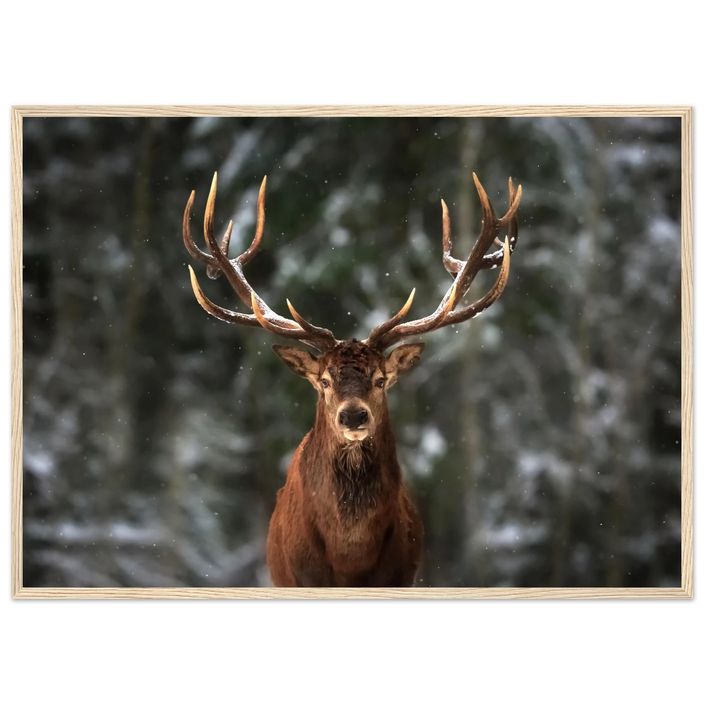 Stag in snow - Poster - Arthena