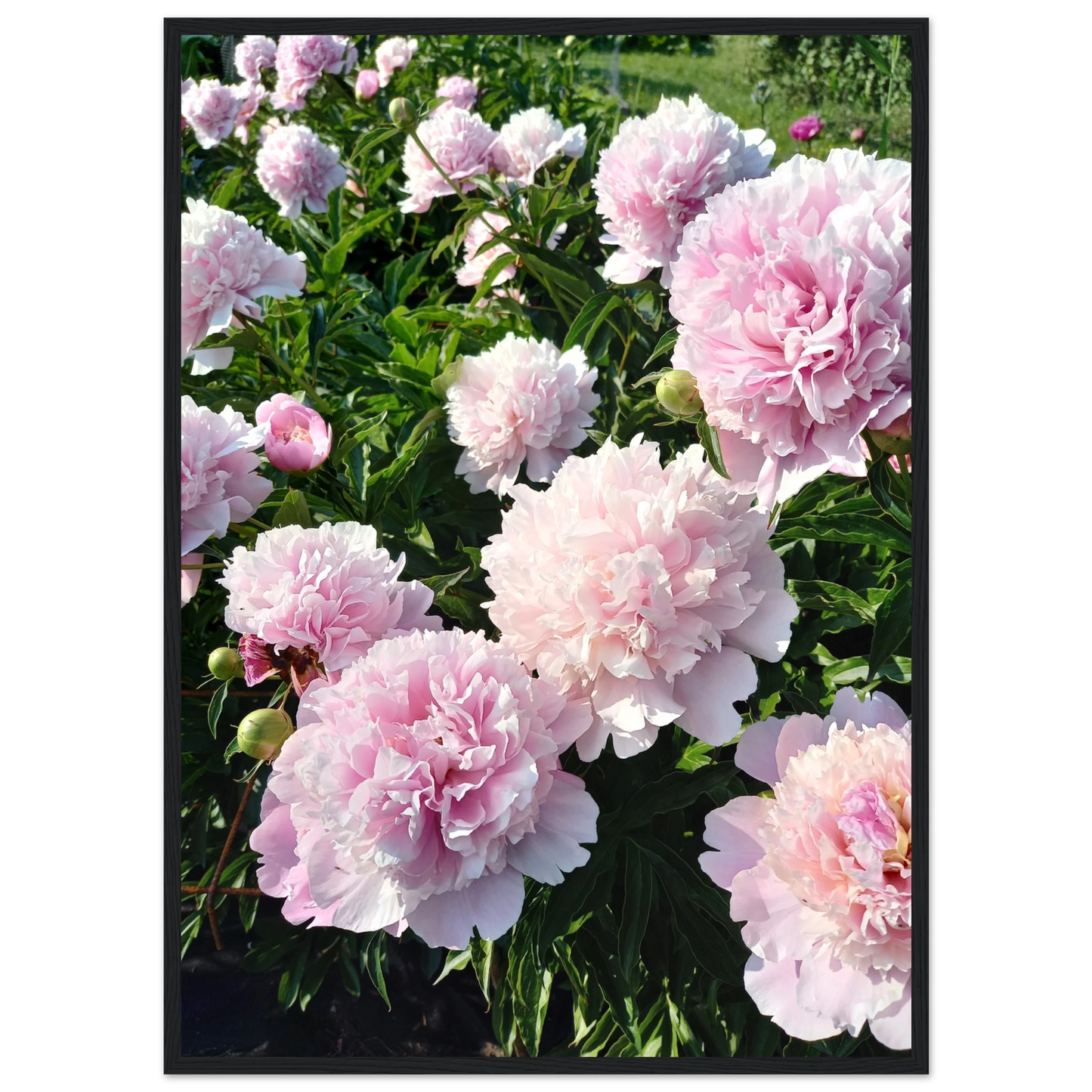Peonies - Poster - Arthena