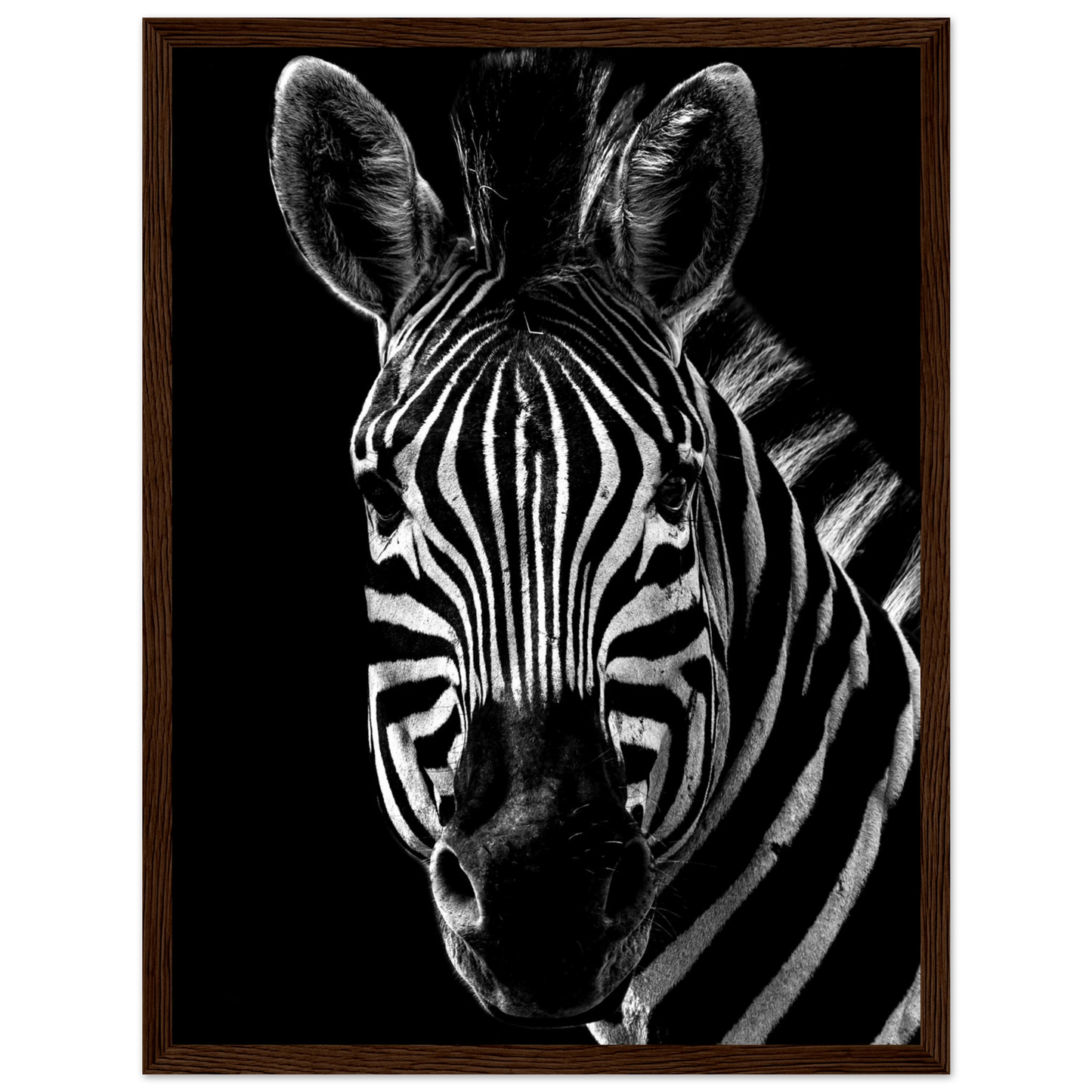 Zebra - Poster - Arthena