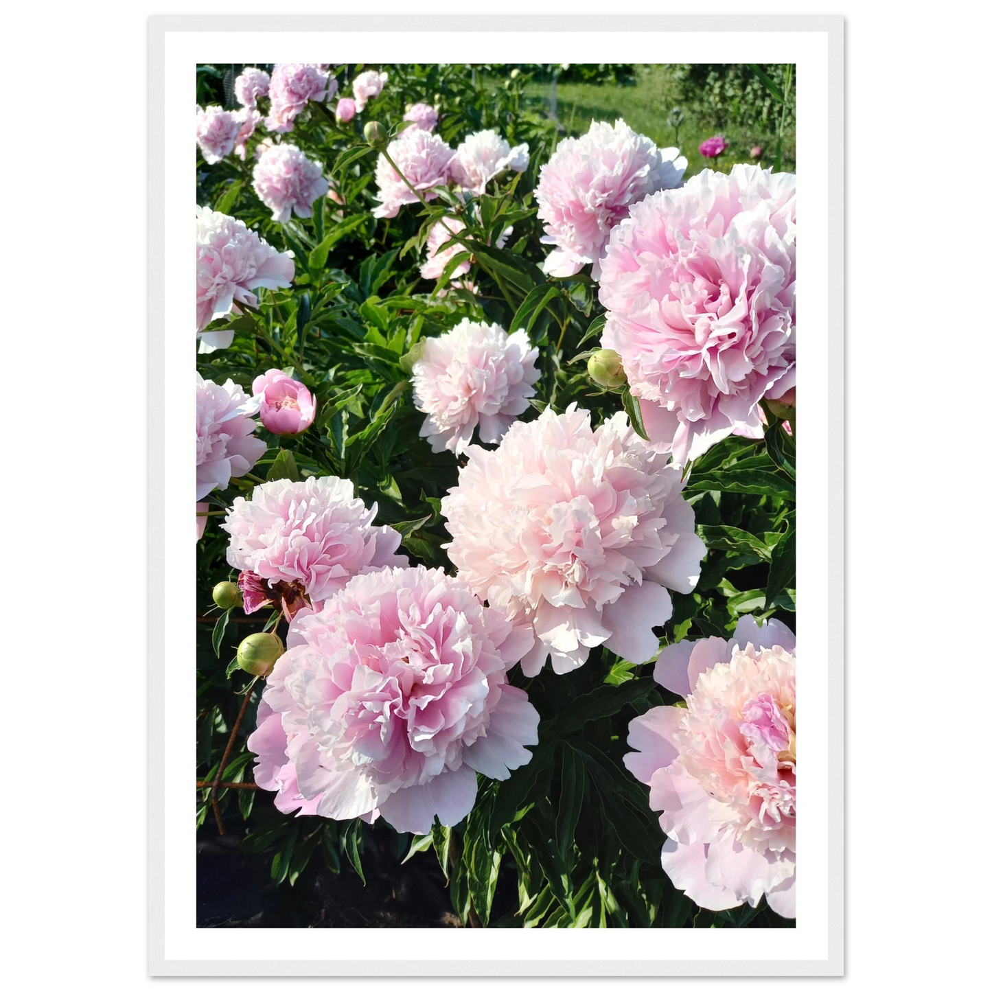Peonies - Poster - Arthena