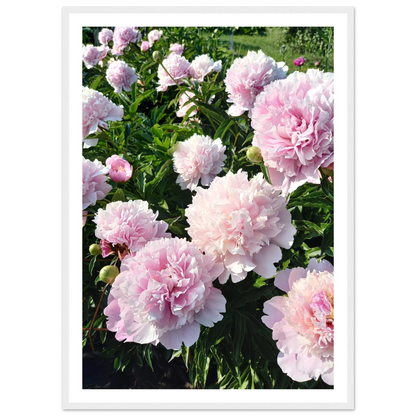 Peonies - Poster - Arthena