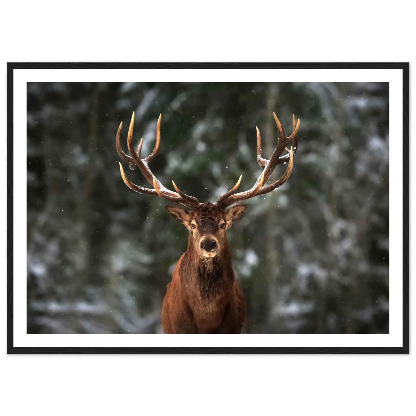 Stag in snow - Poster - Arthena