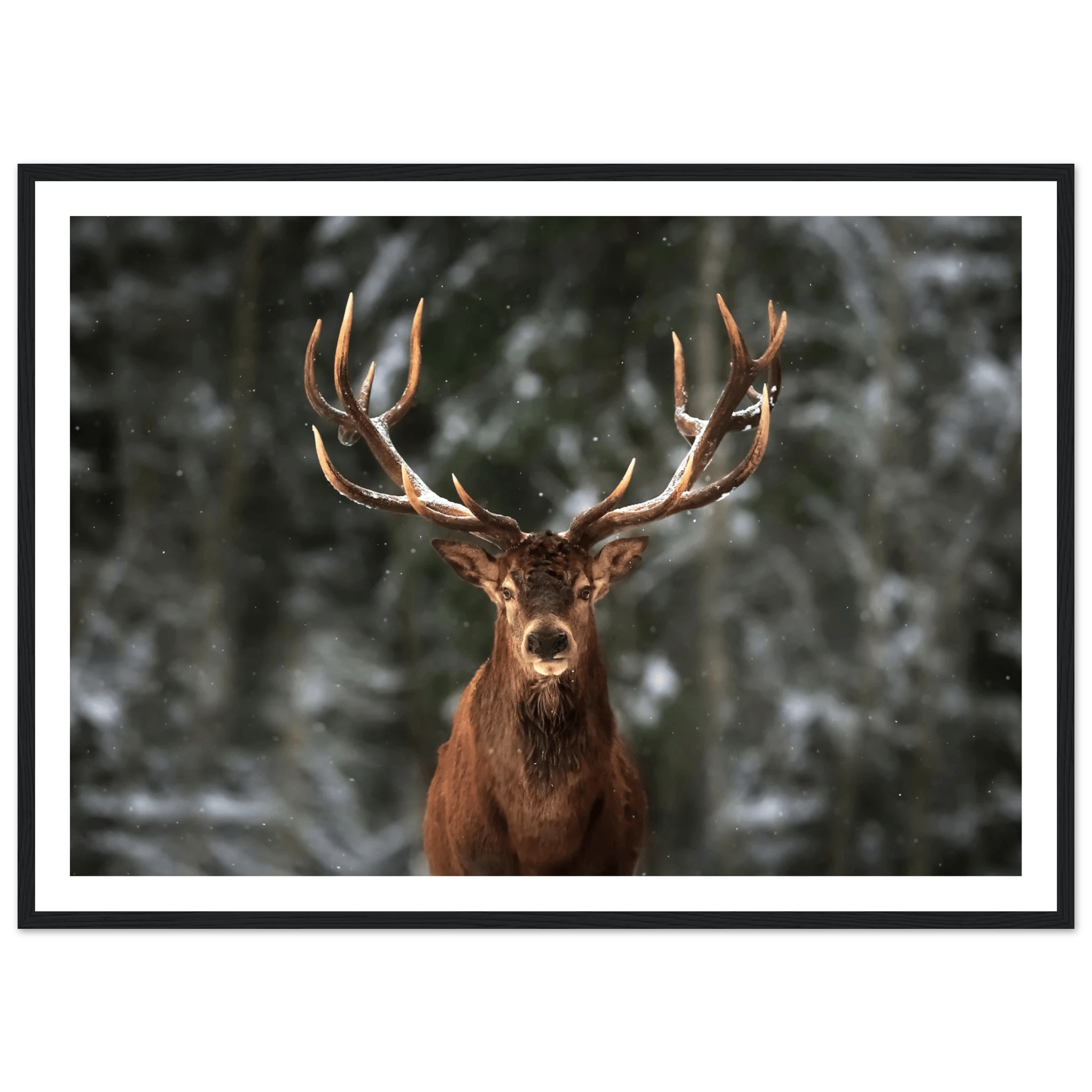 Stag in snow - Poster - Arthena