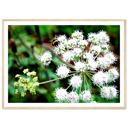 Expression of the Bumblebee - Arthena