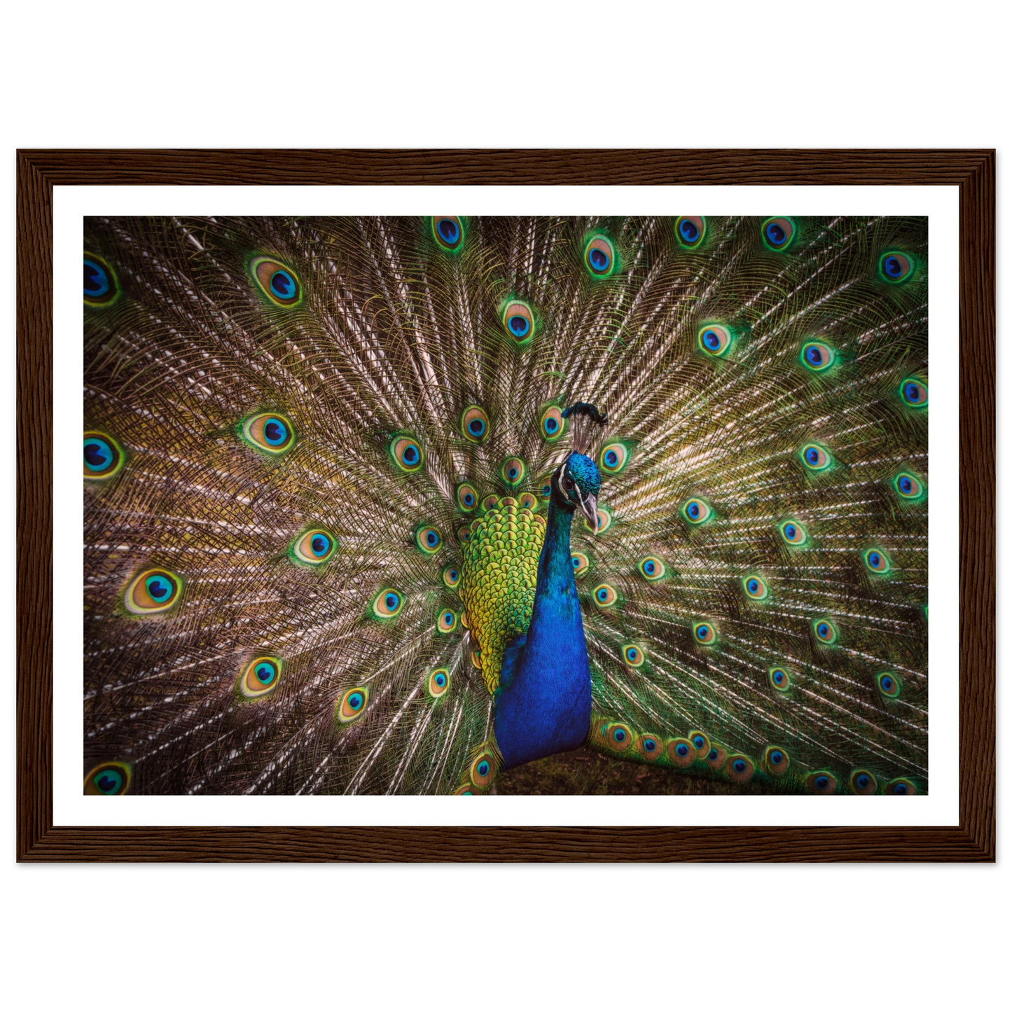 Crown of feathers - Poster - Arthena