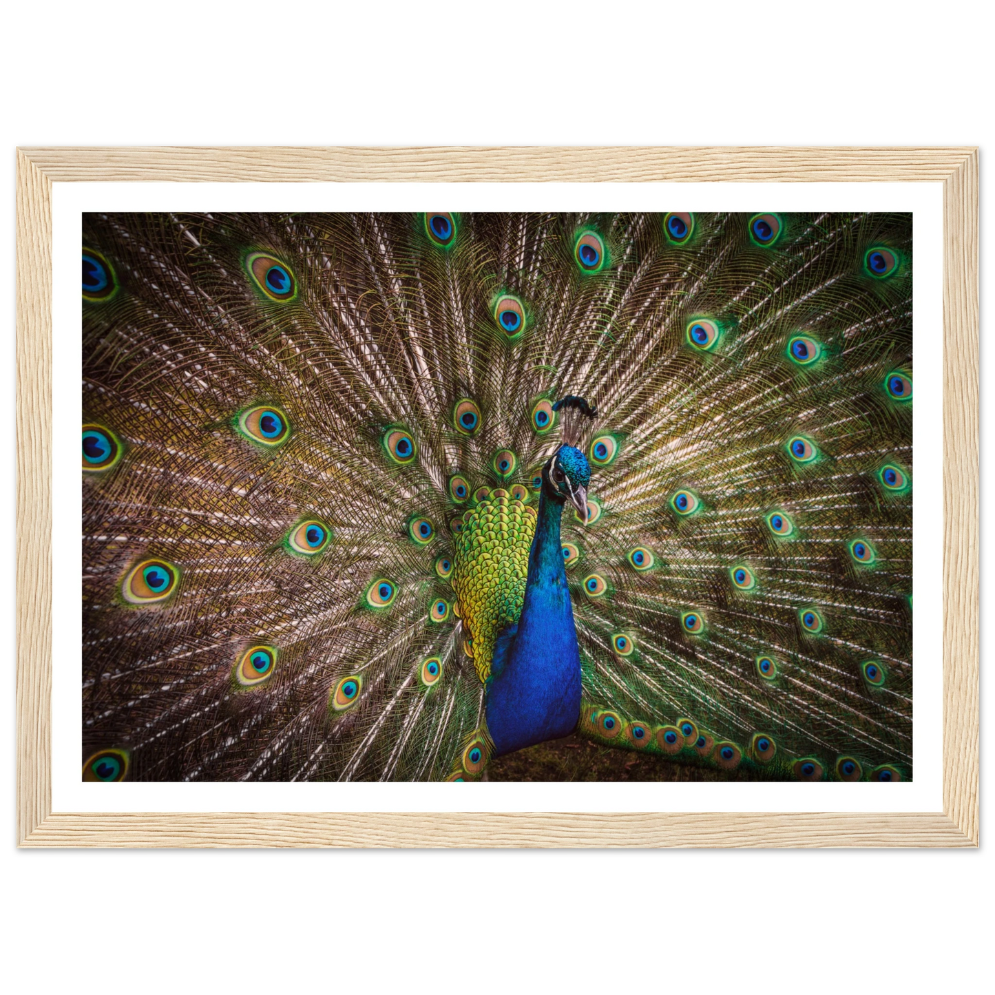 Crown of feathers - Poster - Arthena