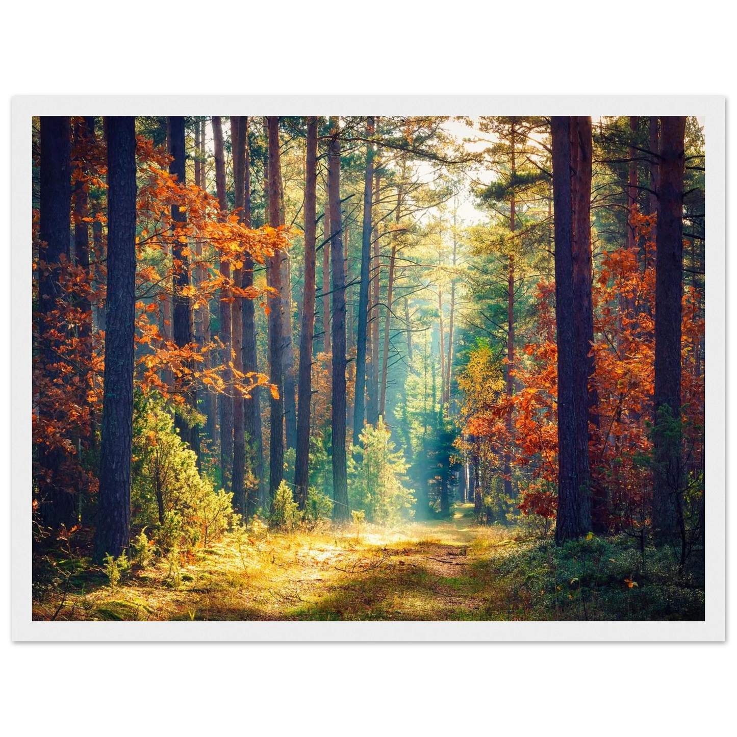 Path of Autumn Glow - Poster - Arthena