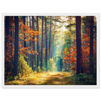 Path of Autumn Glow - Poster - Arthena
