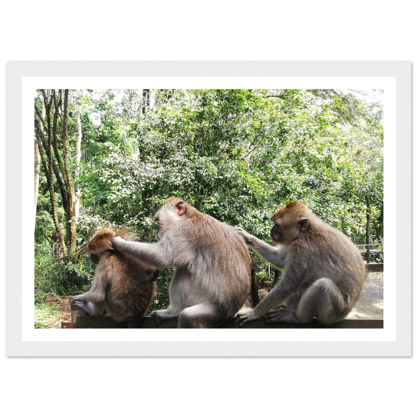 Monkey Scratchers - Poster - Arthena