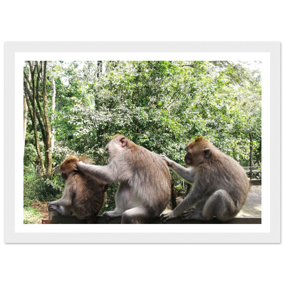 Monkey Scratchers - Poster - Arthena