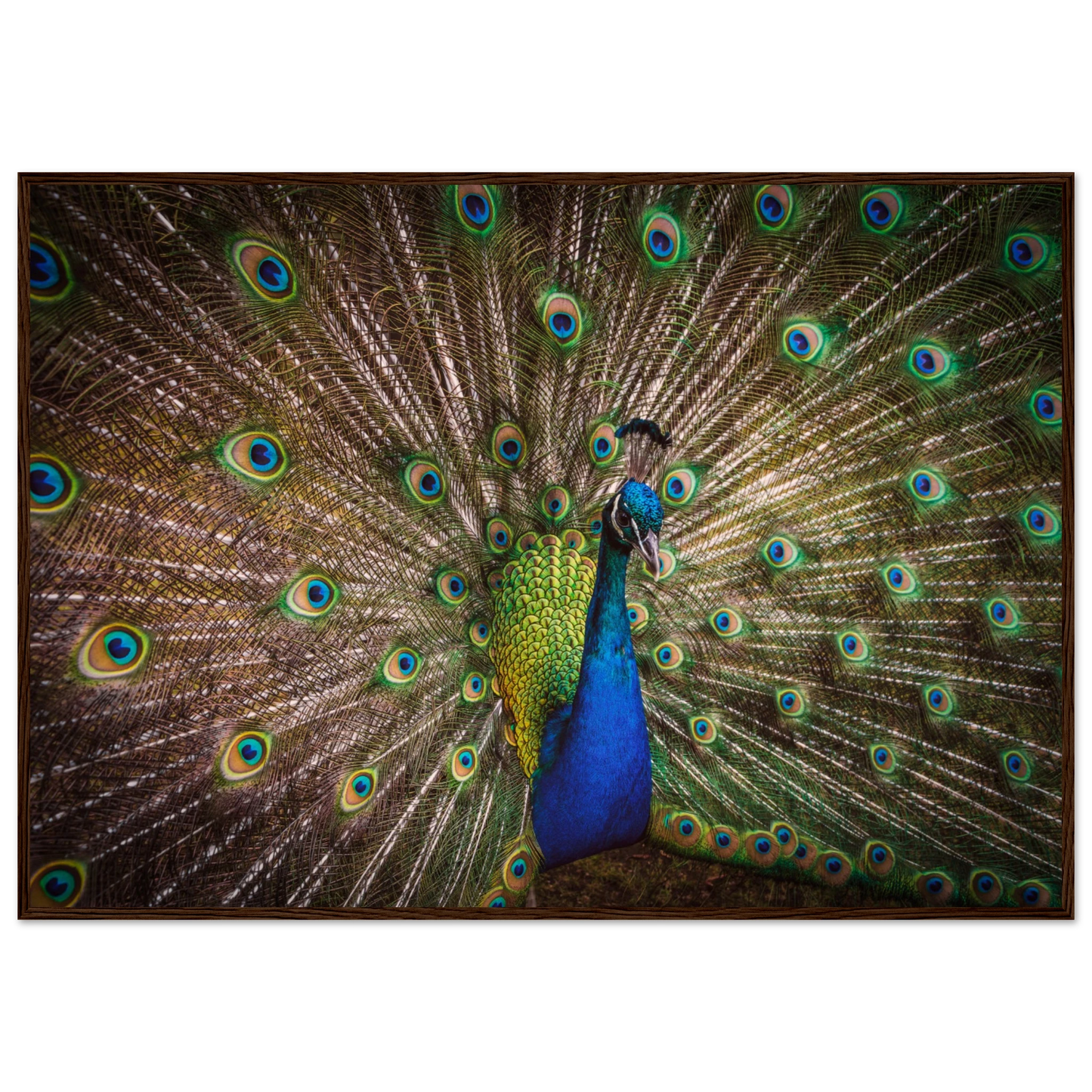 Crown of feathers - Poster - Arthena