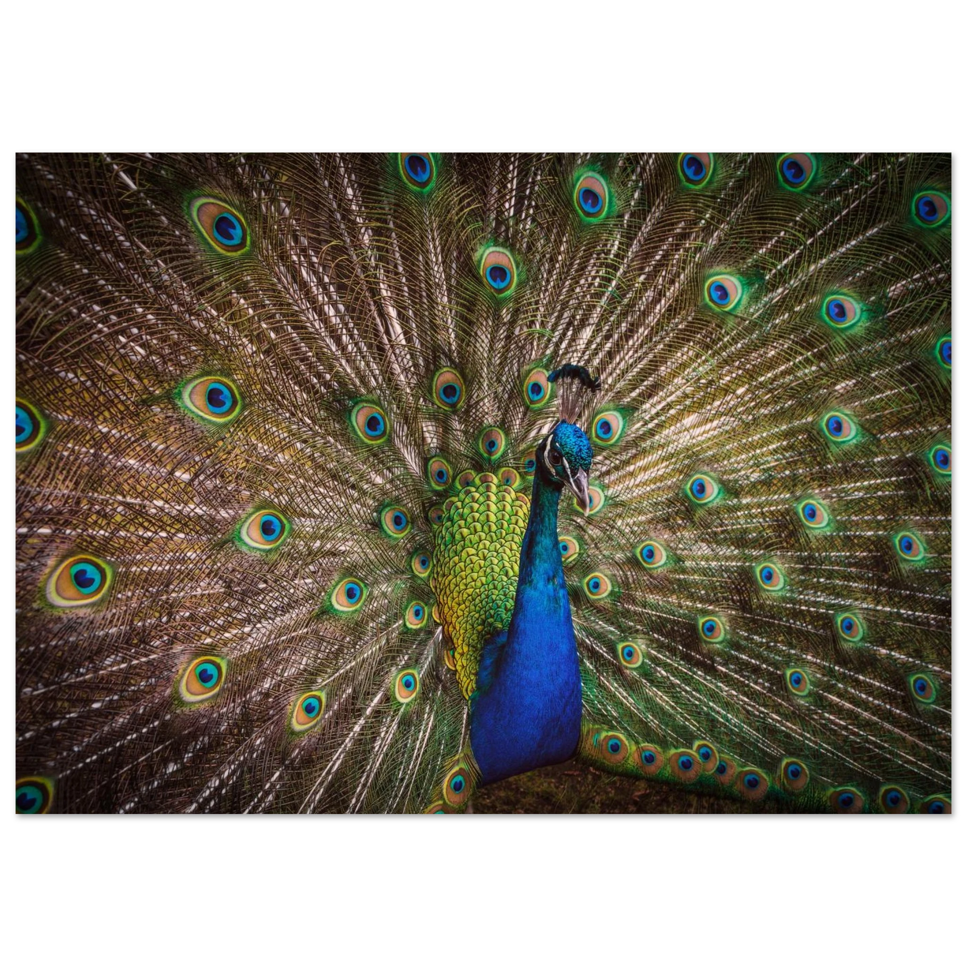 Crown of feathers - Poster - Arthena