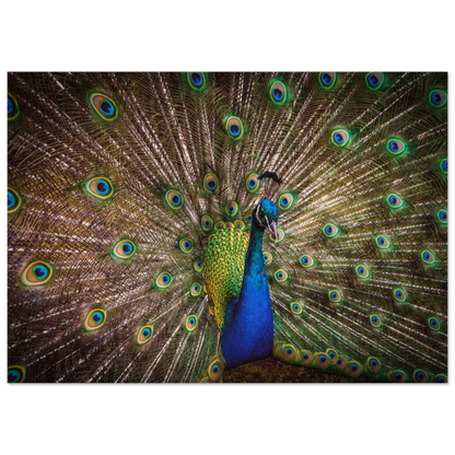 Crown of feathers - Poster - Arthena