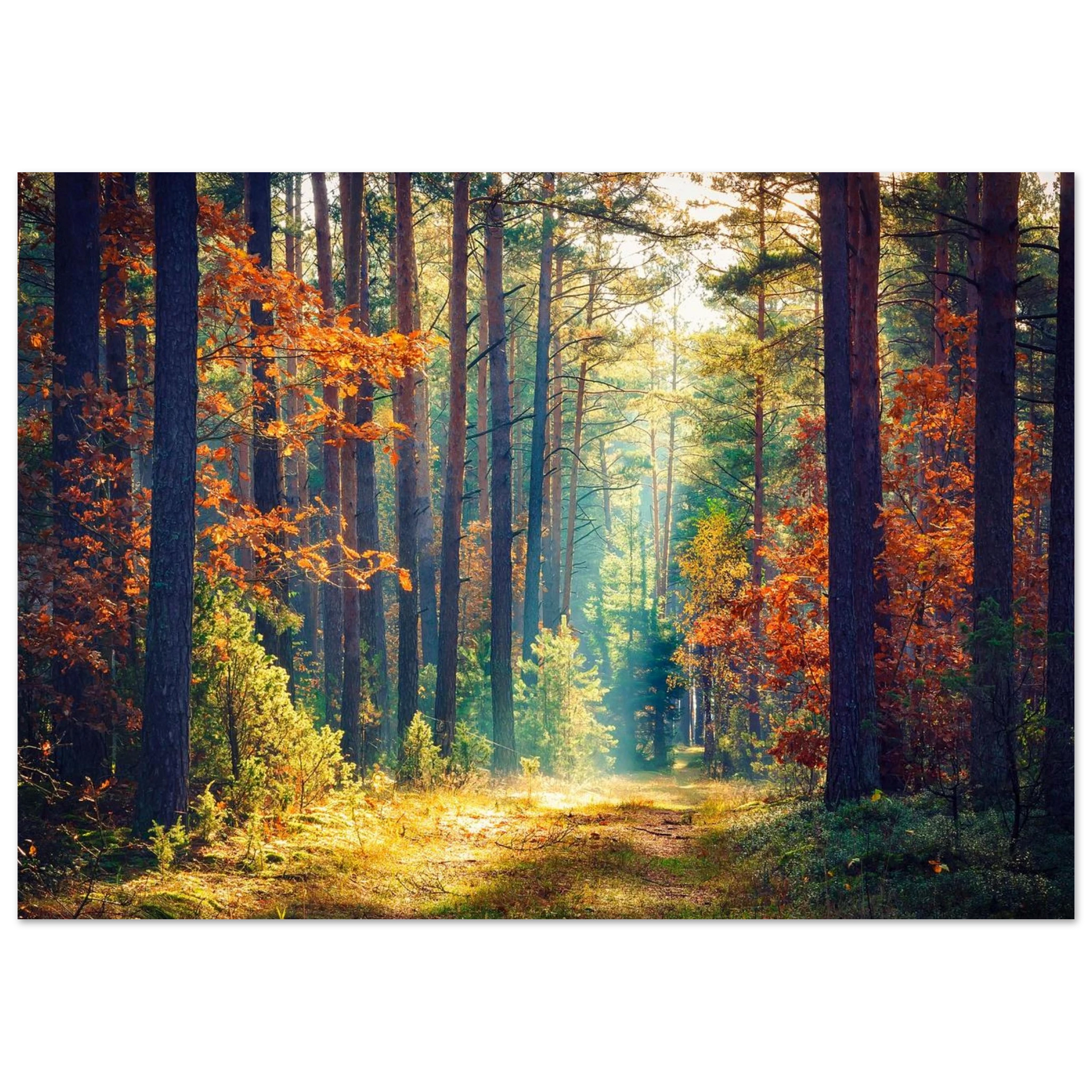 Path of Autumn Glow - Poster - Arthena