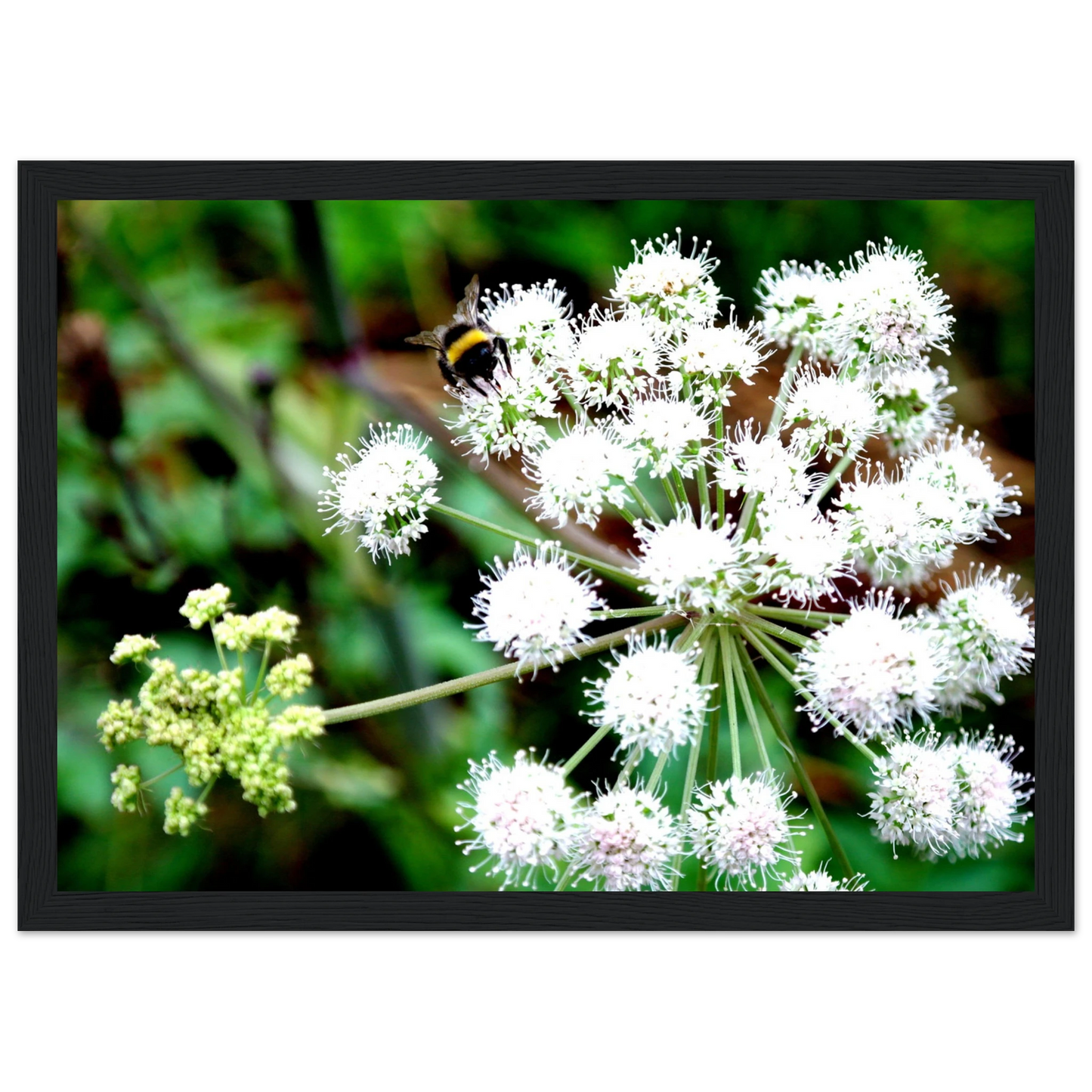 Expression of the Bumblebee - Arthena