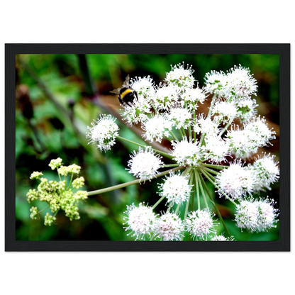 Expression of the Bumblebee - Arthena