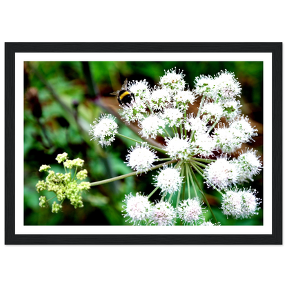 Expression of the Bumblebee - Arthena