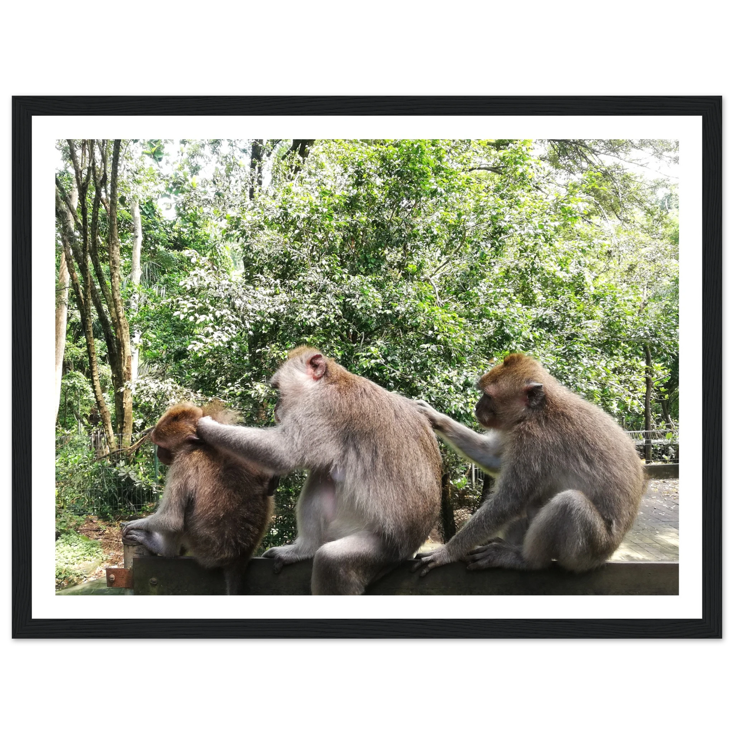 Monkey Scratchers - Poster - Arthena
