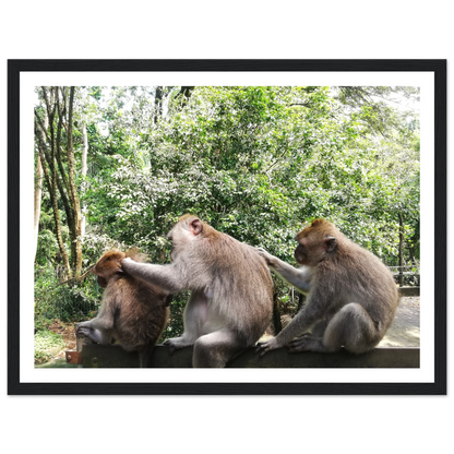 Monkey Scratchers - Poster - Arthena