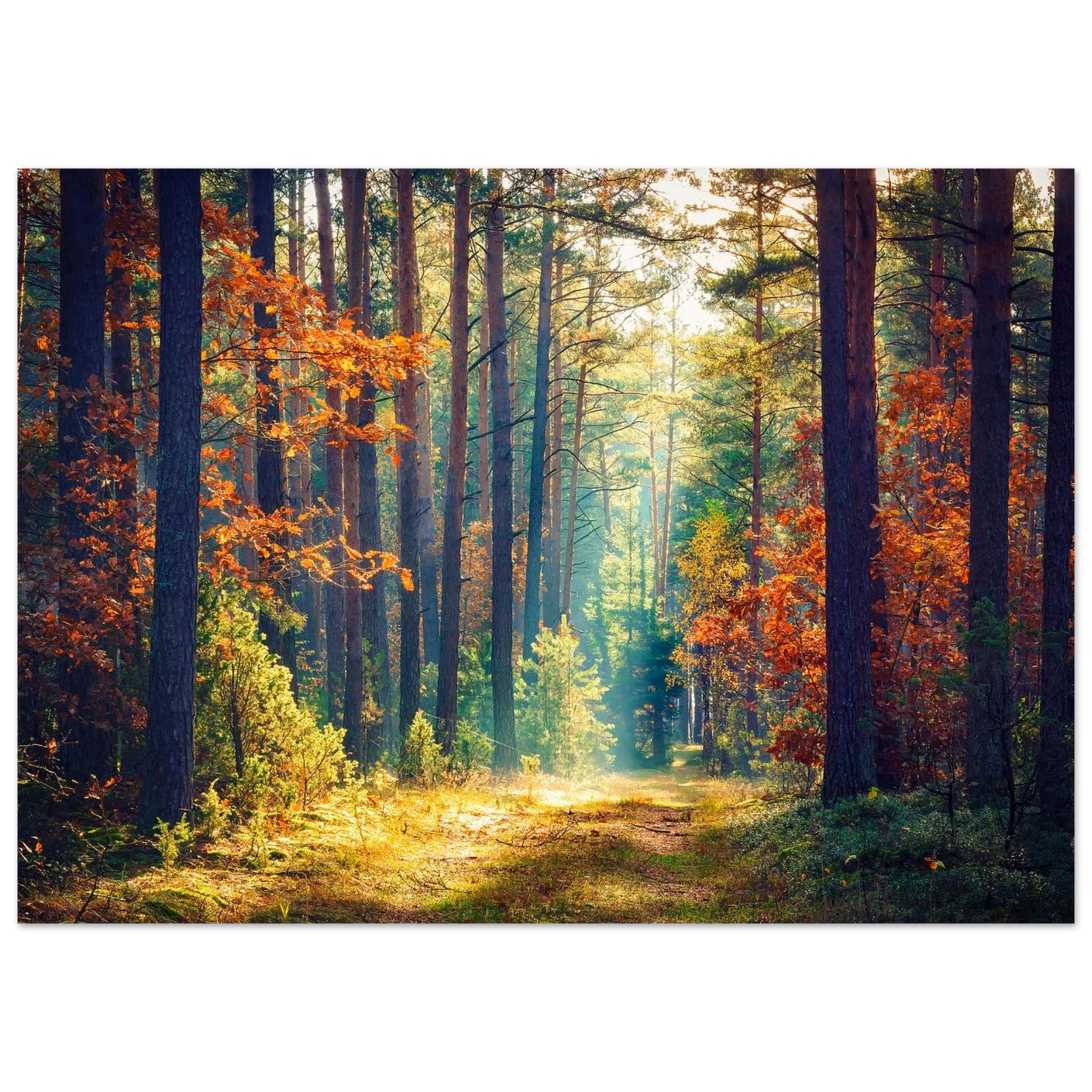 Path of Autumn Glow - Poster - Arthena