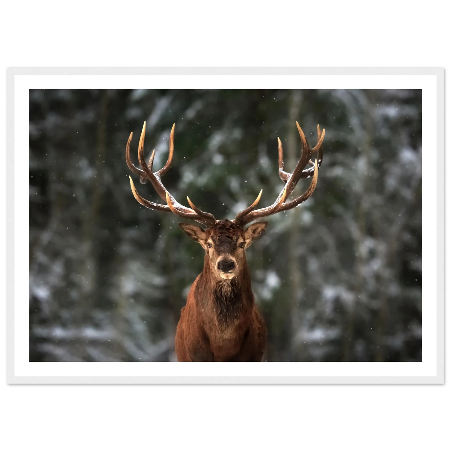 Stag in snow - Poster - Arthena