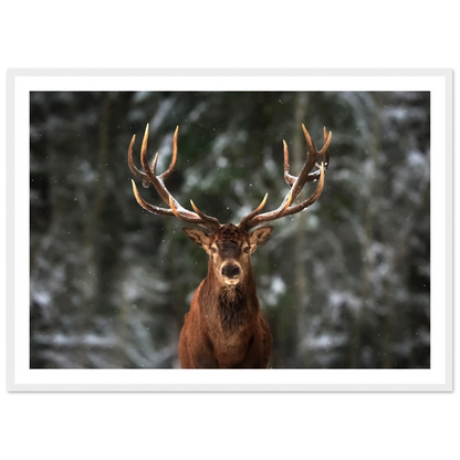 Stag in snow - Poster - Arthena