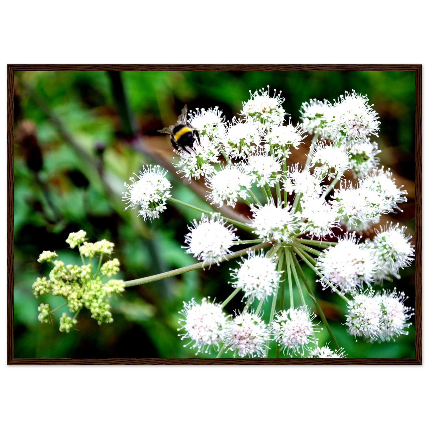 Expression of the Bumblebee - Arthena