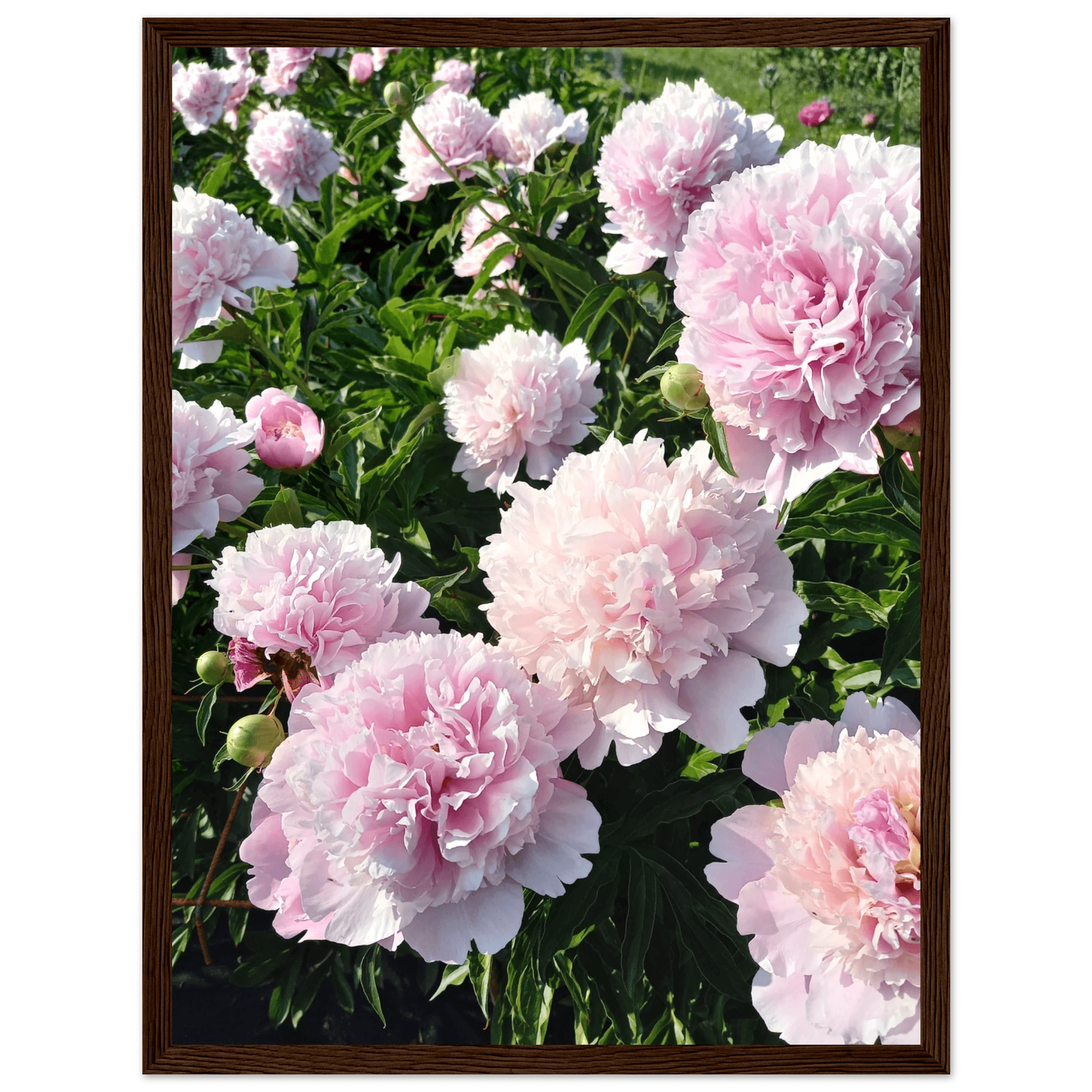 Peonies - Poster - Arthena
