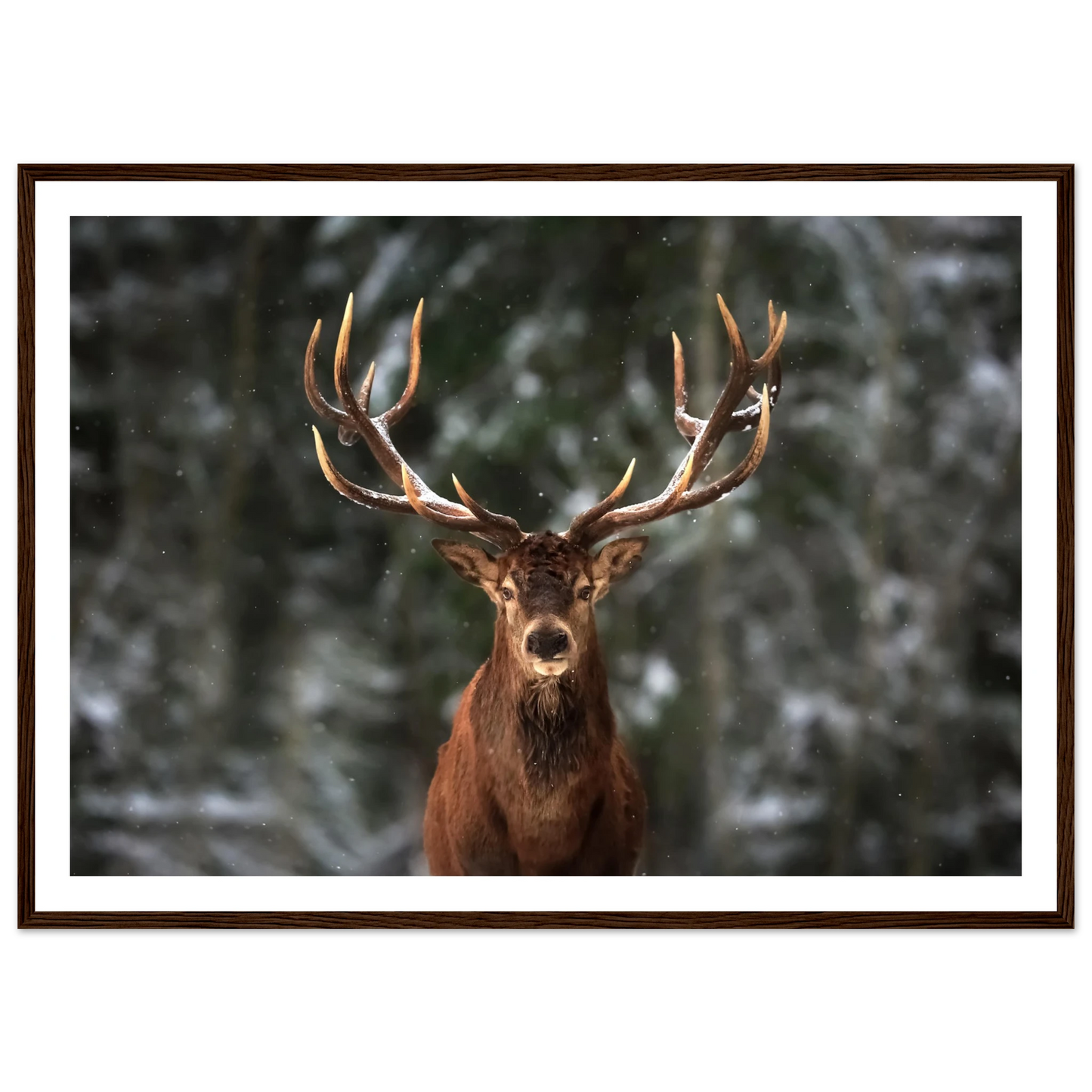 Stag in snow - Poster - Arthena