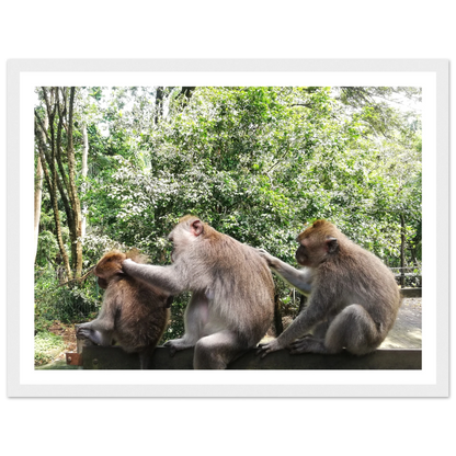 Monkey Scratchers - Poster - Arthena